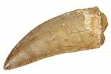 Serrated, 3.34" Carcharodontosaurus Tooth - Real Dinosaur Tooth - #191993-1